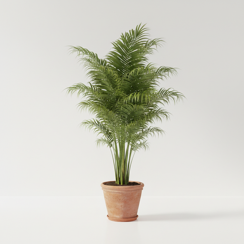 Areca Palm