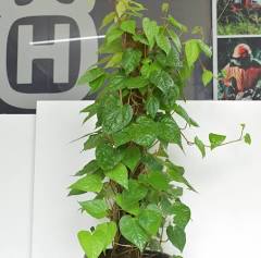 Money Plant (Pothos)