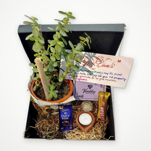 Diwali Jade Plant Gift Hamper