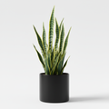Snake Plant